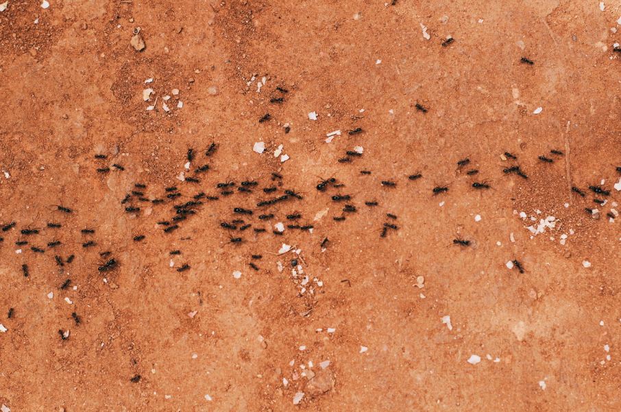 Focus on Keeping Ants Away