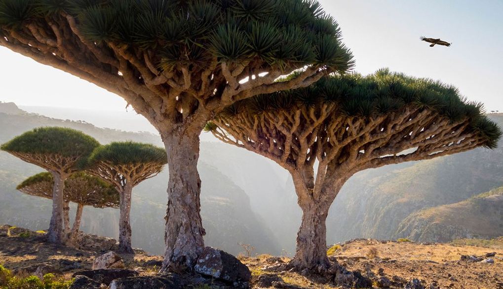 a group of dragon trees