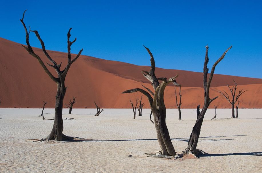 dead camel thorn trees in Deadvlei