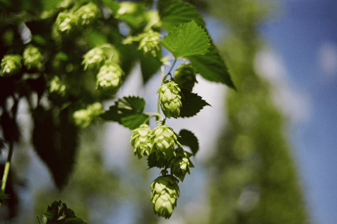 fresh hops for beer brewing