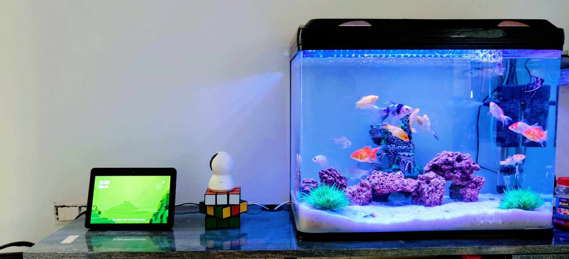 6 Most Common Reef Aquarium Mistakes And How To Avoid Them