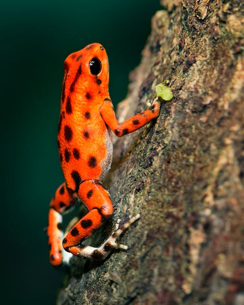 A brightly colored frog