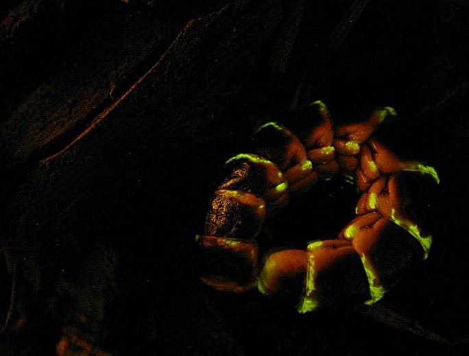 A female glowworm 