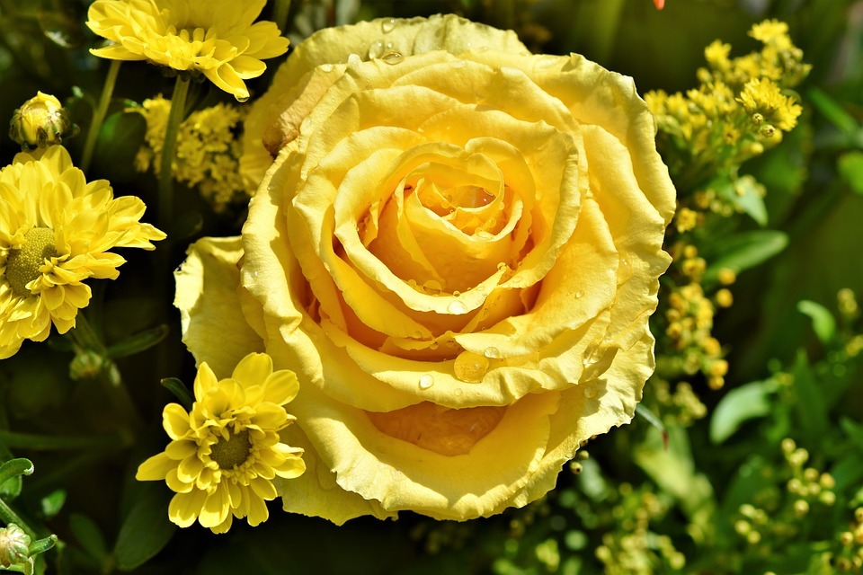 Best Reasons To Use Yellow Roses Now