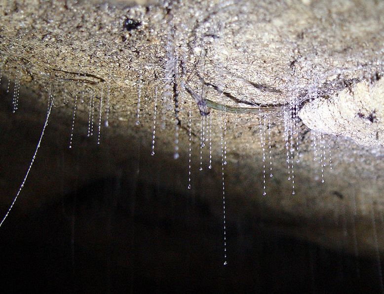 Fungal Gnat Glowworms Use Sticky Lines to Catch Prey