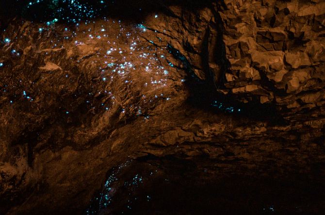 Glowworms Use Chemical Reactions to Produce Light
