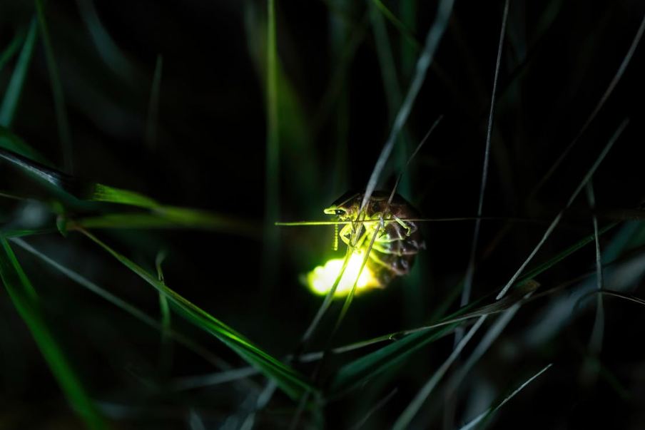 Glowworms are Not Worms