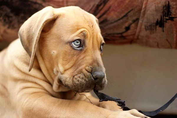 Why Get Boerboel Puppies & How To Find Them for Sale