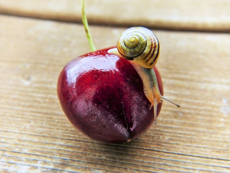 a snail on a cherry