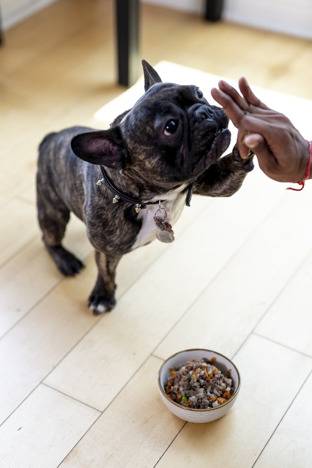 Are Dog Food Delivery Services Worth it
