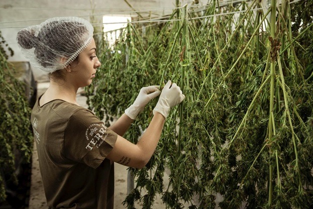 How to Become a CBD Oil Distributor A Step-by-Step Instruction