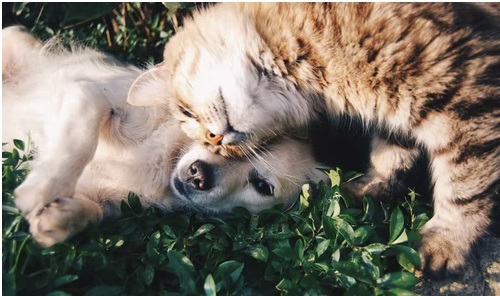 7 Tips to Help Your Cat and Dog Become Friends