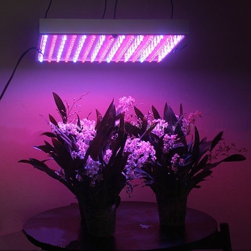 Spider Farmer LED Grow Light for plantsare cost effective and safe way of gardening