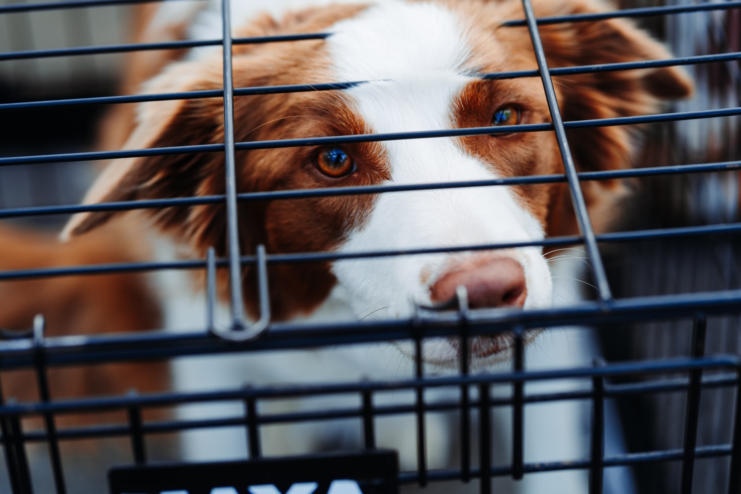 4 Types of Different Dog Cages