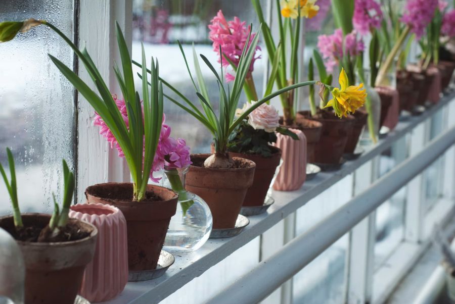 Wilting Woes? 6 Tips on Transitioning Plants Indoors for Winter