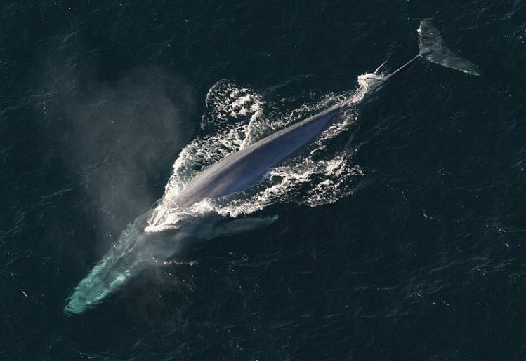 A Blue Whale in the Ocean. 