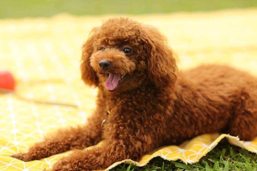 A brown poodle. 