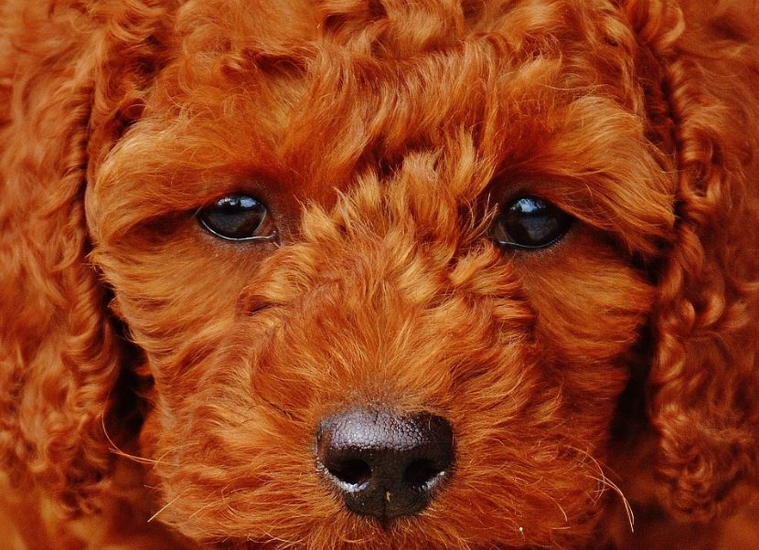 Closeup of a brown poodle. 