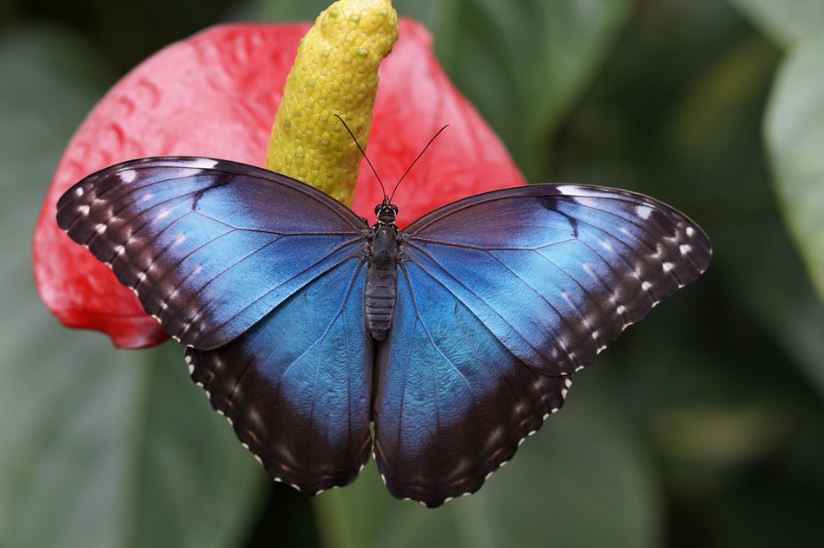 Morpho Butterfly is blue.