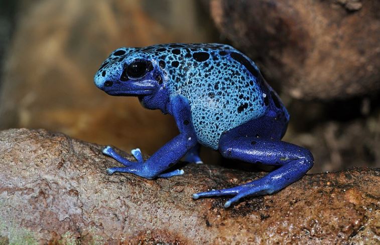 The Blue Poison Dart Frog