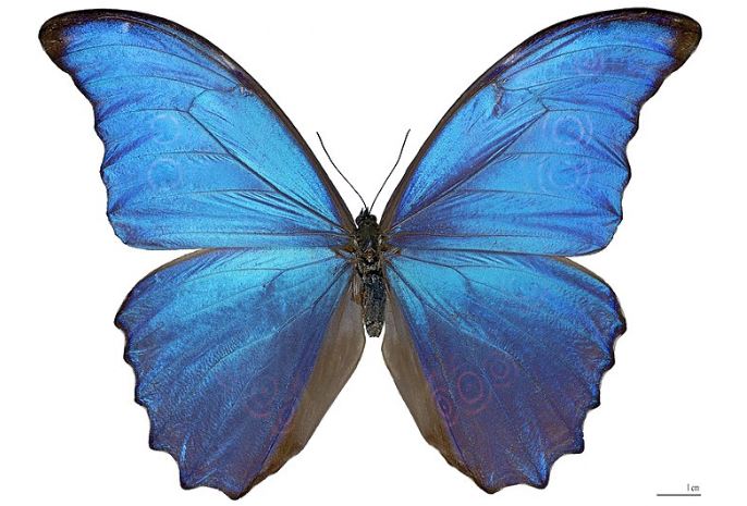 The Morpho Butterfly.