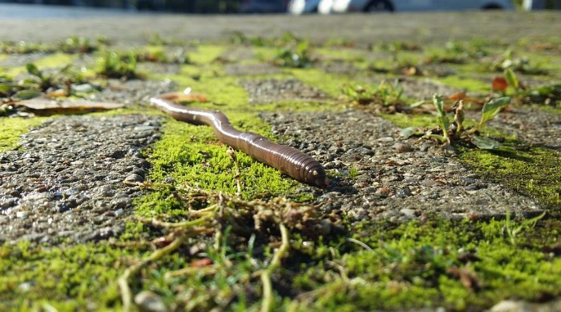 A close-up of a brown-colored earthworm on the ground after the rain.