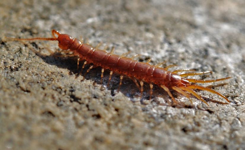 A creepy centipedes close-up on street