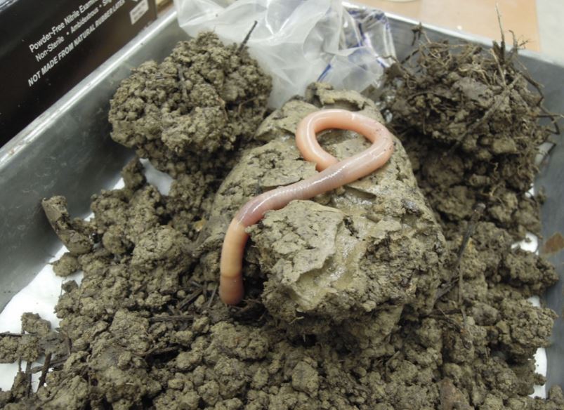 An adult Palouse earthworm placed in a container