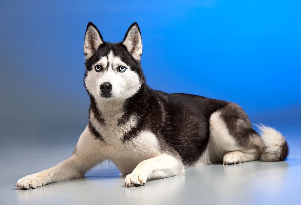 Everything You Need To Know About Breeding Huskies