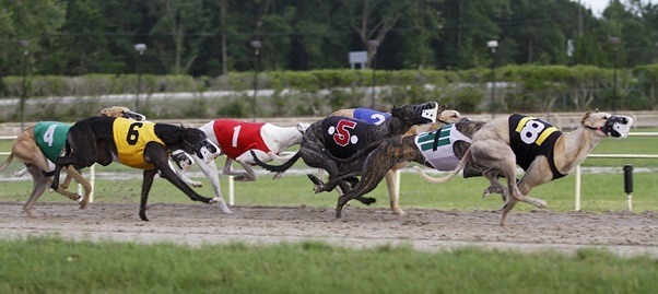 Greyhound racing A look at April’s Category 1 finals