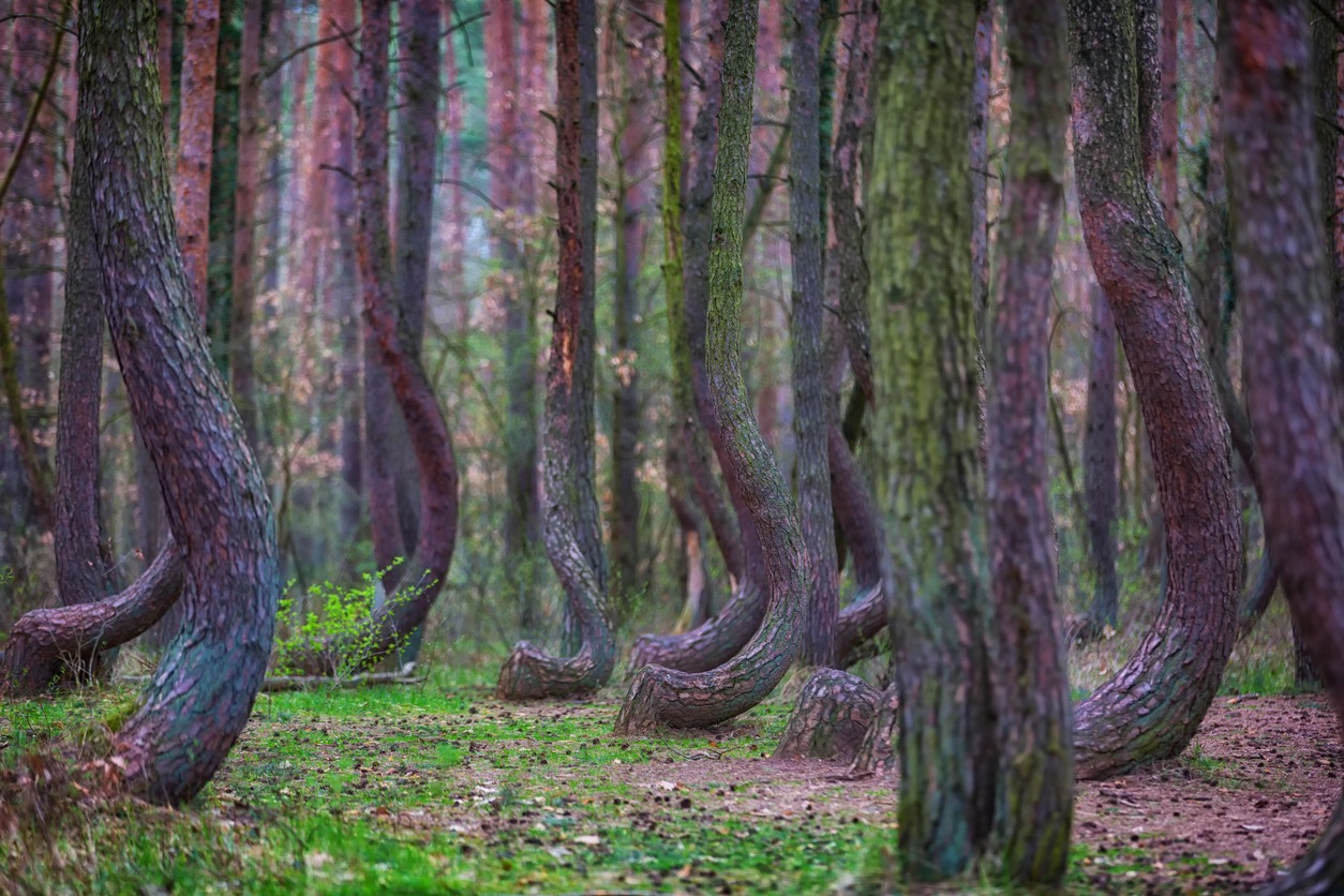 crooked forest in poland