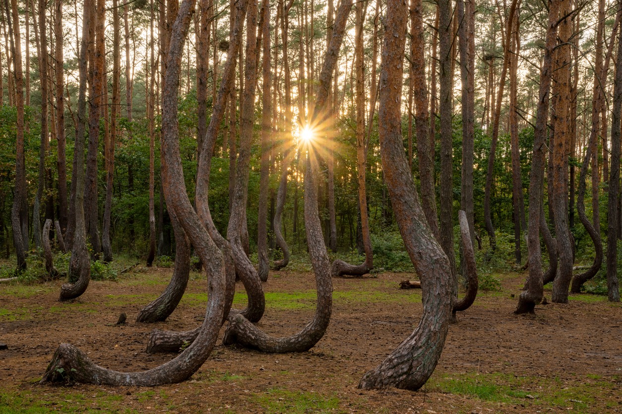 crooked forest in poland