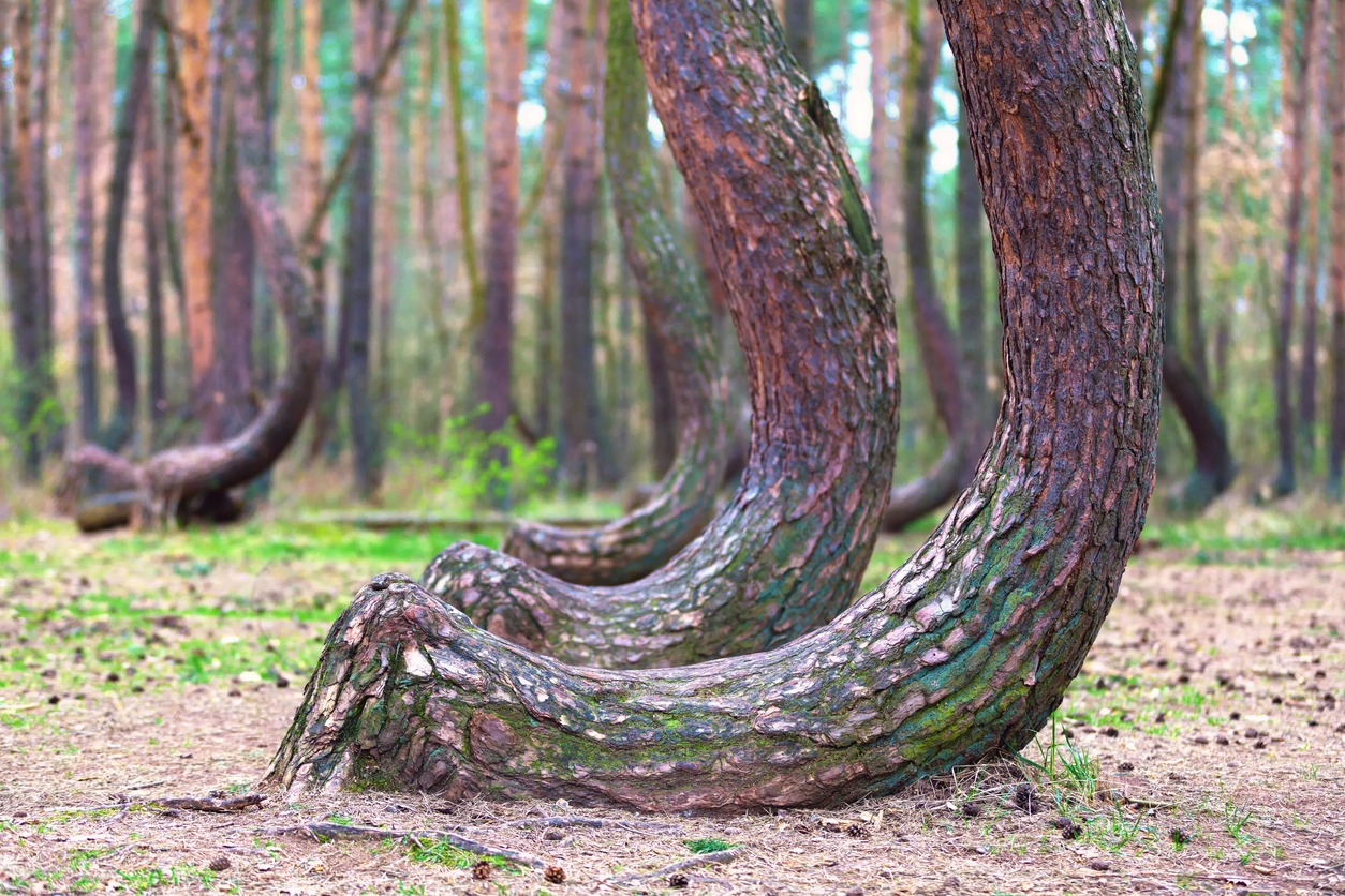 crooked trees in poland
