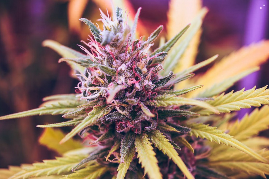 4 Reasons to Try Cannabis Flower