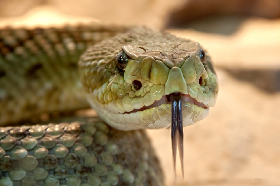 Snake Catchers What They Do and How to Avoid Snake Bites