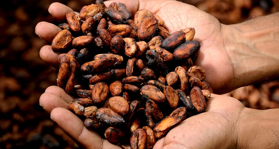 The Health Benefits of Cacao Beans and How to Use Them