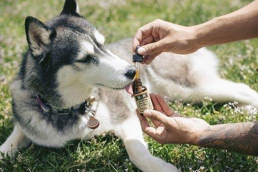 What Is Broad Spectrum CBD Oil And How Does It Help Your Pet
