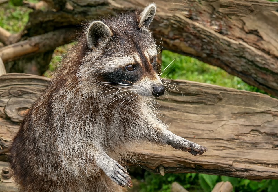 5 Steps Followed by Experts for Raccoon Removal