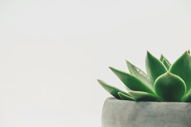 Consider gifting a succulent