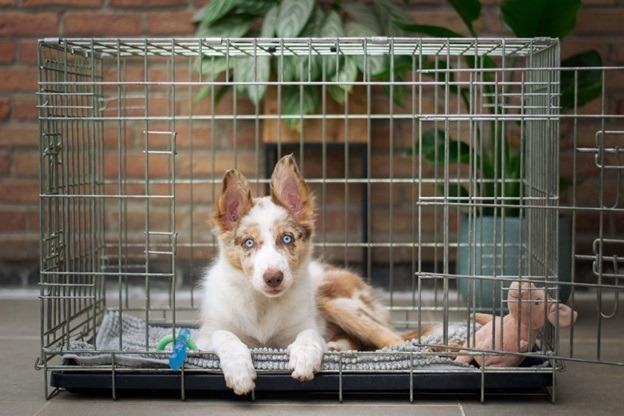 How to Find and Buy Custom Furniture Dog Crates Matching Your Crate to Your Dog