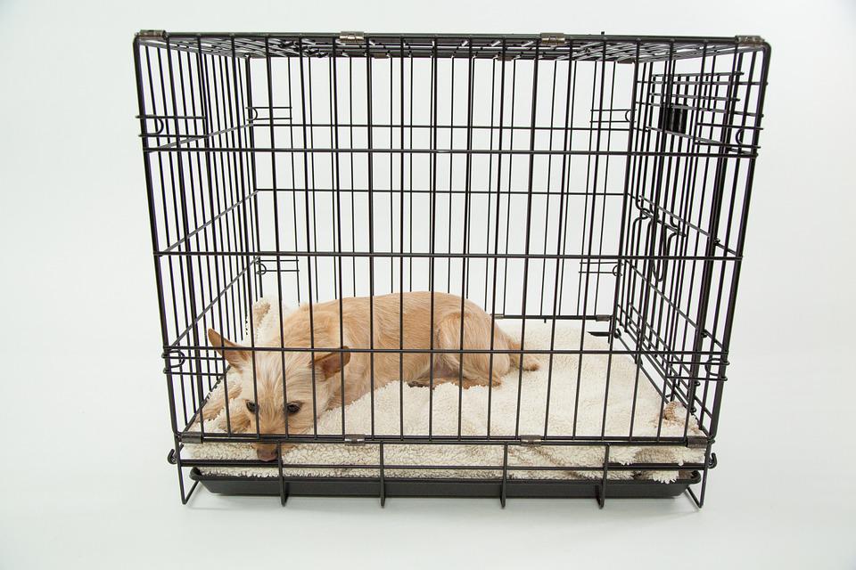 Dog Crate Furniture – All You Need To Know To Make the Best Buy for Your Pup