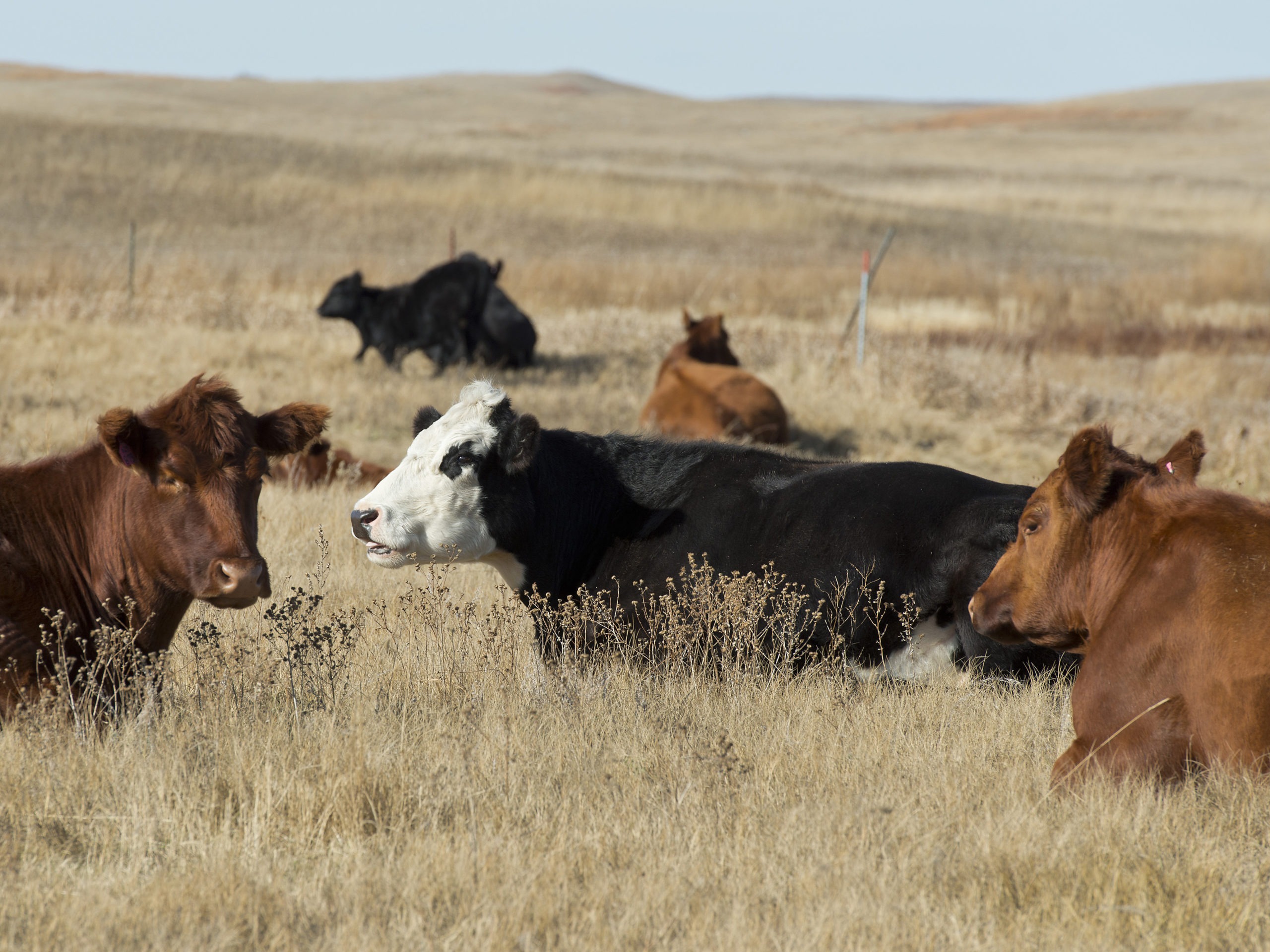 beef cattle open prairie