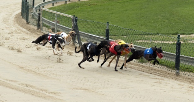 The biggest underperformers of the 2022 Greyhound Derby