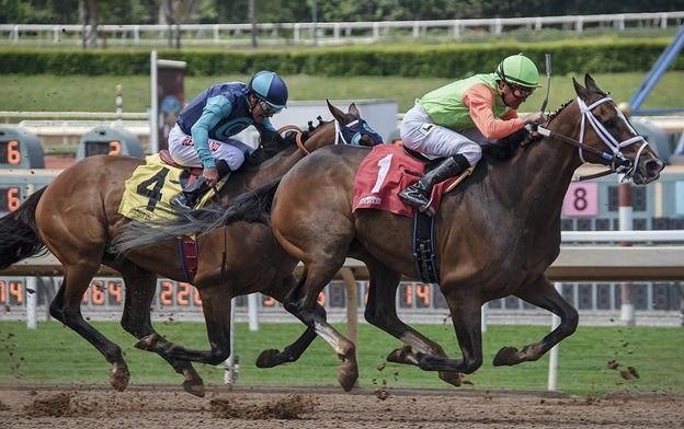 5 Factors That Affect Horse Race Betting Odds