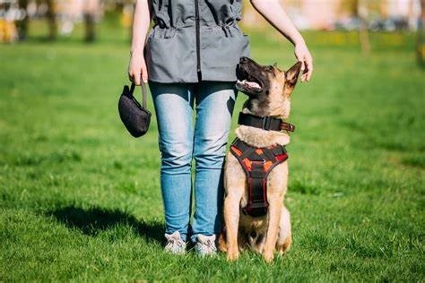 How to Become a Dog Trainer Online From the Comfort of Your Home