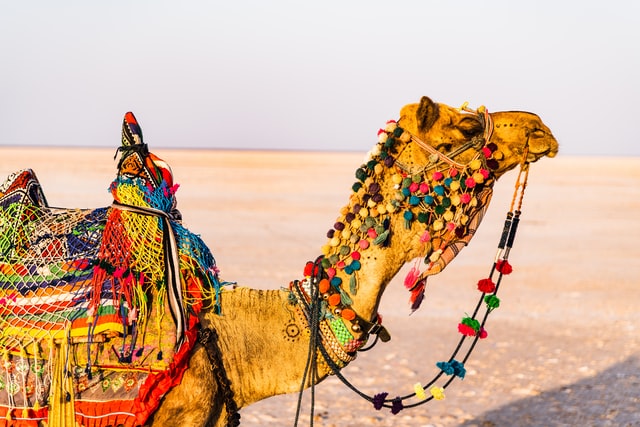 camel in Kutch