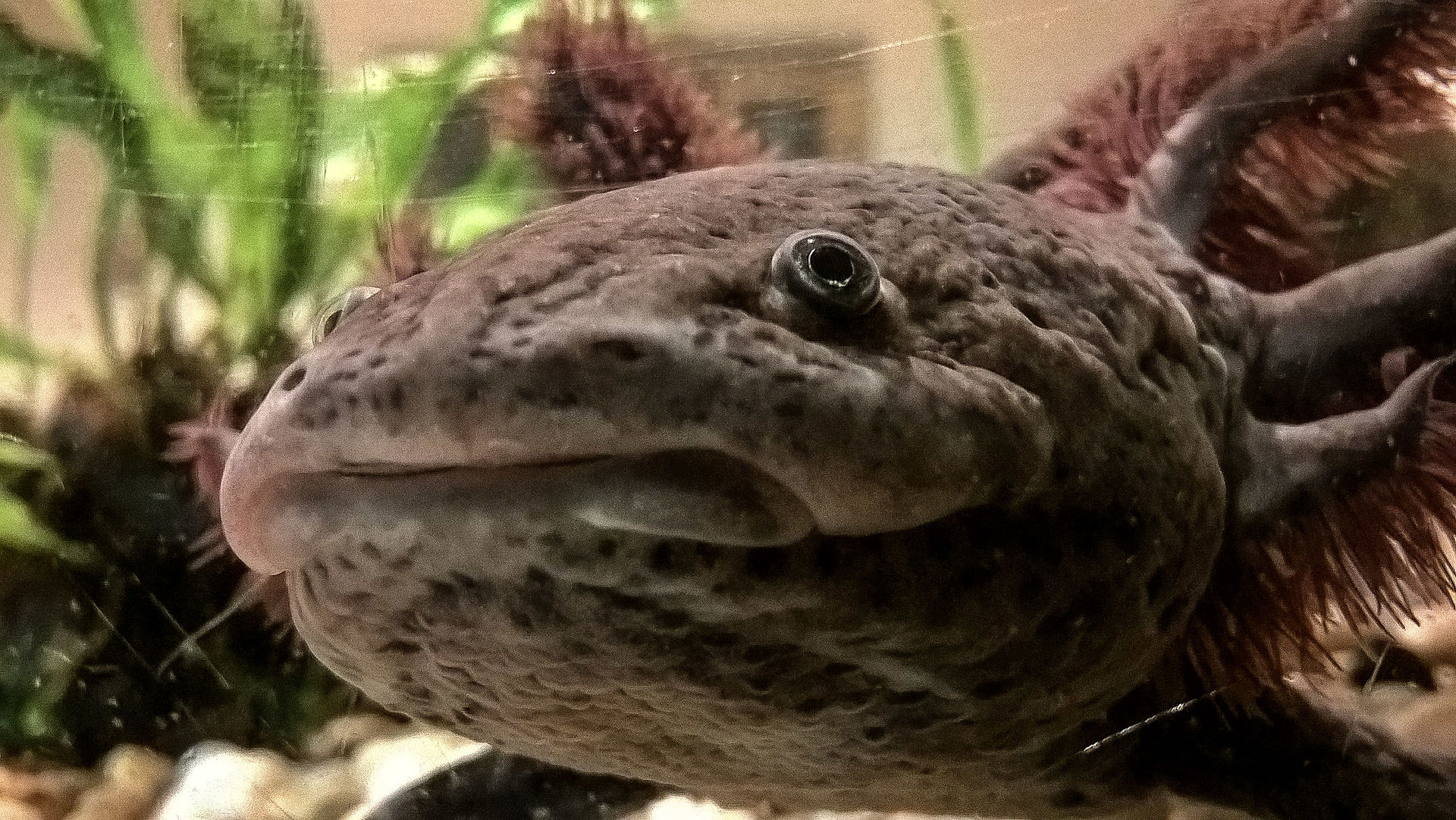 Everything You Need To Know About Mosaic Axolotl