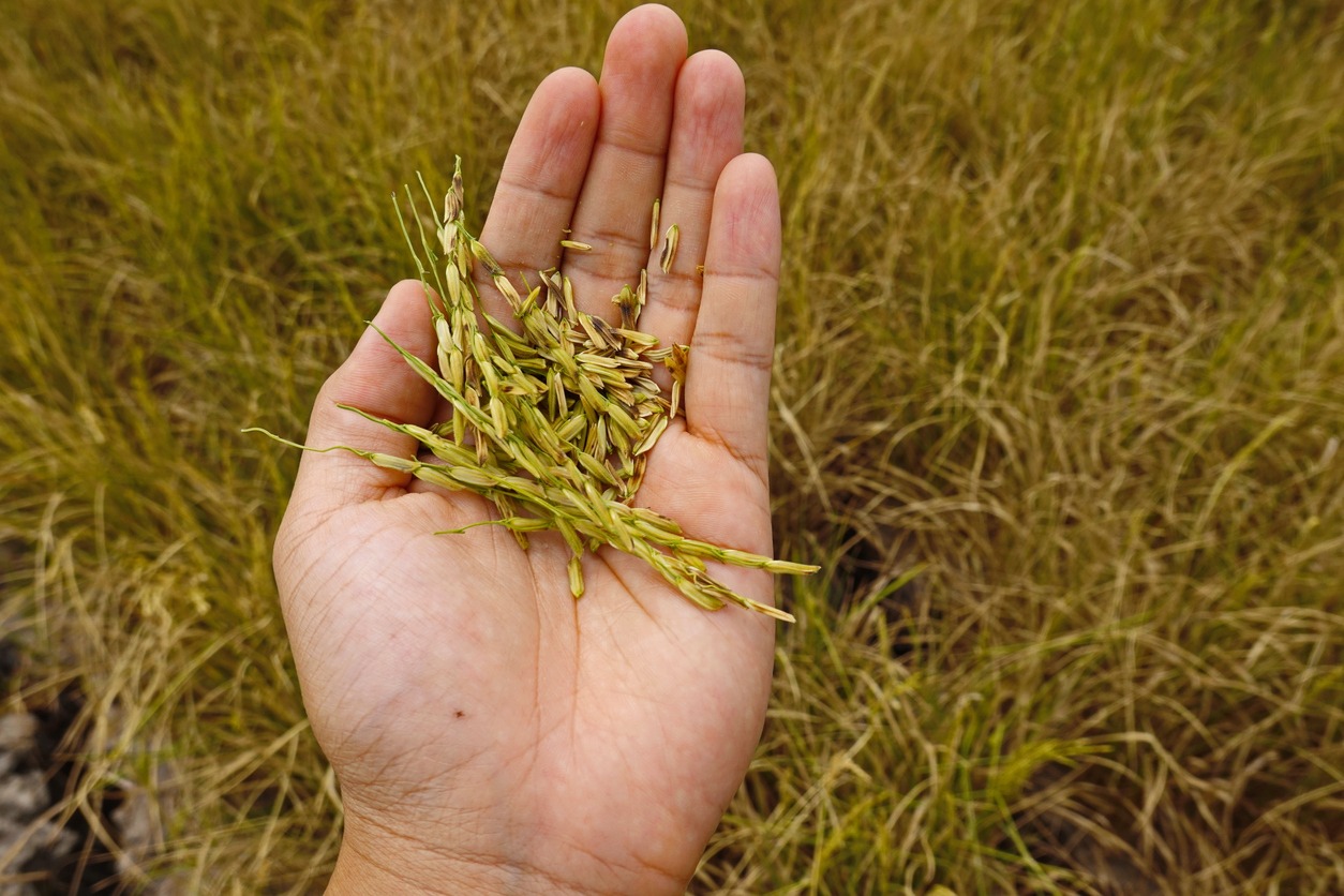 Is Alfalfa Better Than Grass Hay?