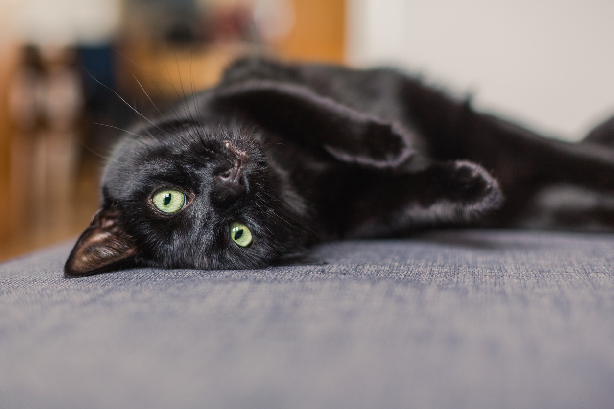 black cat on a sofa
