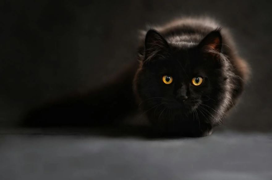 brown and black cat